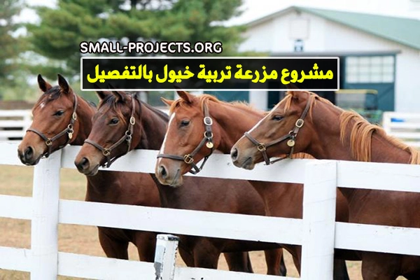 مشروع مزرعة تربية خيول
