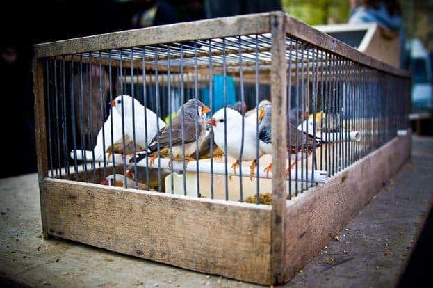 طيور وعصافير الزينة