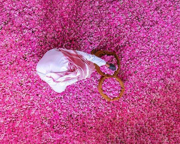 الورد الطائف مزرعة في المعالم السياحية