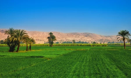 الاستثمار الزراعي في مصر